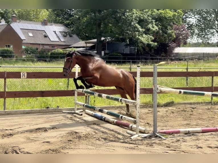 Zangersheide Merrie 3 Jaar 153 cm Bruin in Berghem