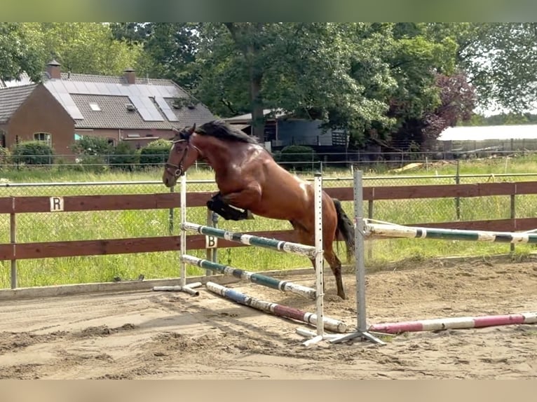 Zangersheide Merrie 3 Jaar 153 cm Bruin in Berghem