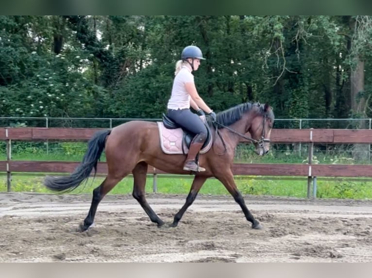 Zangersheide Merrie 3 Jaar 153 cm Bruin in Berghem