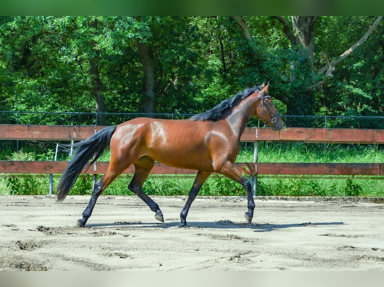 Zangersheide Merrie 3 Jaar 153 cm Bruin in Berghem
