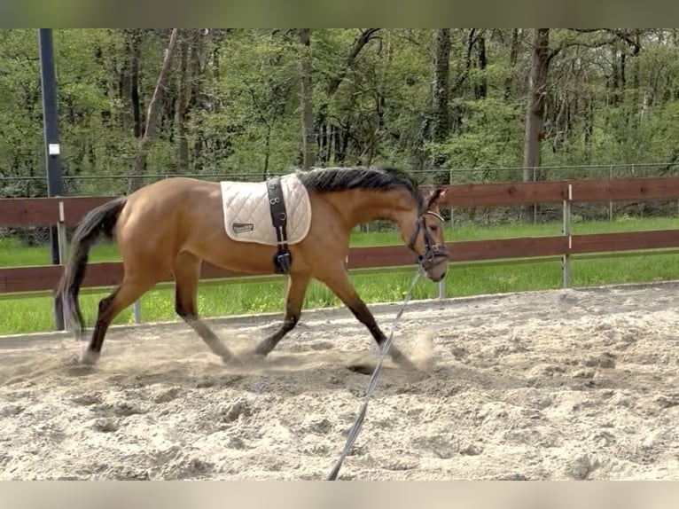 Zangersheide Merrie 3 Jaar 154 cm Buckskin in Berghem