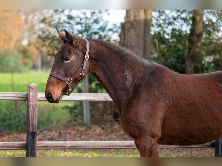 Zangersheide Merrie 3 Jaar 155 cm Bruin in GROTE-BROGEL