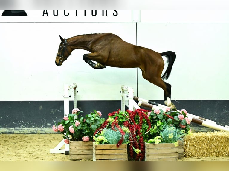 Zangersheide Merrie 3 Jaar 158 cm Bruin in Bladel