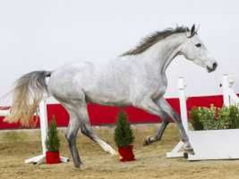 Zangersheide Merrie 3 Jaar 159 cm Schimmel in Waddinxveen