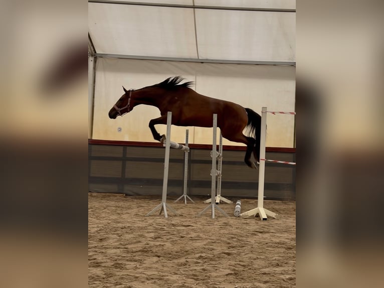 Zangersheide Merrie 3 Jaar 160 cm Donkerbruin in Przysietnica