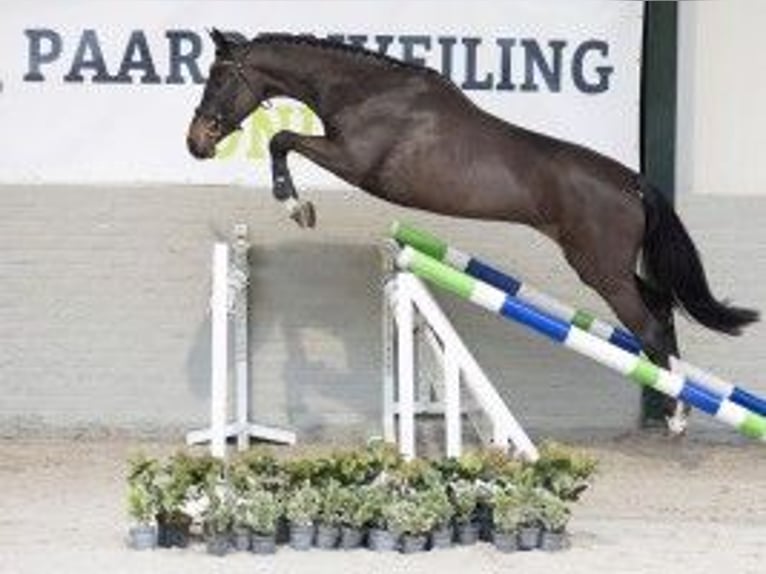 Zangersheide Merrie 3 Jaar 160 cm Donkerbruin in Heerde