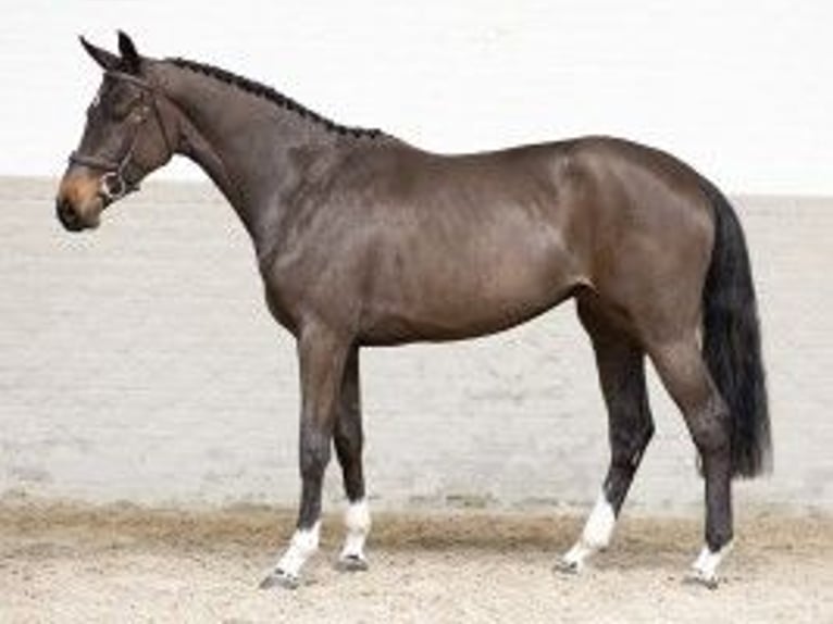 Zangersheide Merrie 3 Jaar 160 cm Donkerbruin in Heerde