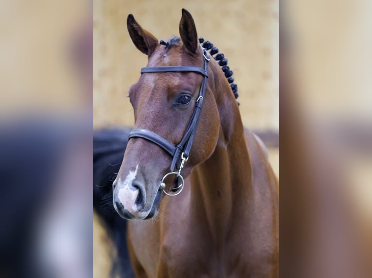 Zangersheide Merrie 3 Jaar 160 cm Roodbruin in Kinrooi