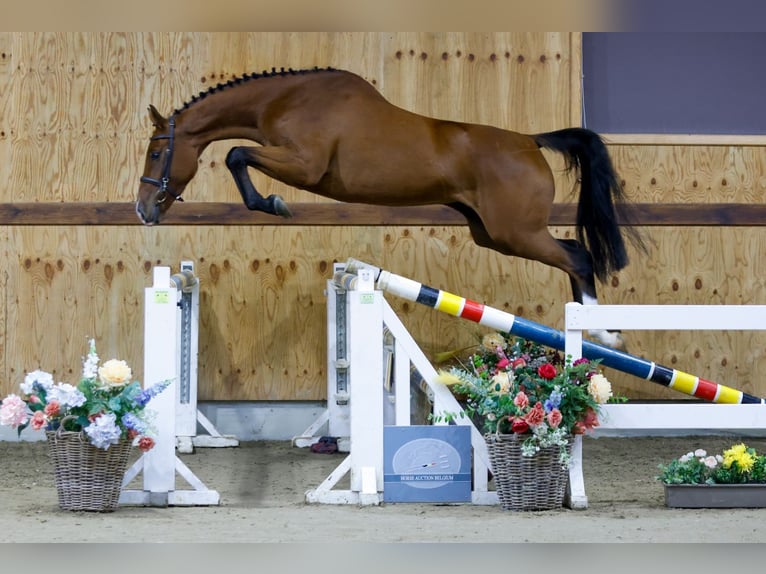 Zangersheide Merrie 3 Jaar 160 cm Roodbruin in Kinrooi