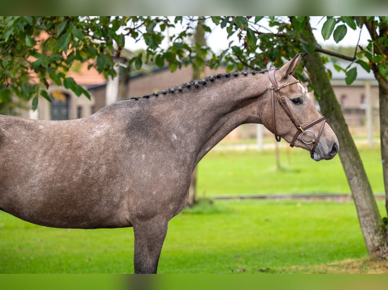 Zangersheide Merrie 3 Jaar 160 cm Schimmel in GROTE-BROGEL