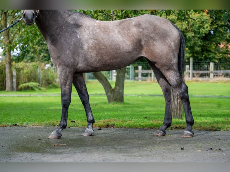 Zangersheide Merrie 3 Jaar 160 cm Schimmel in GROTE-BROGEL