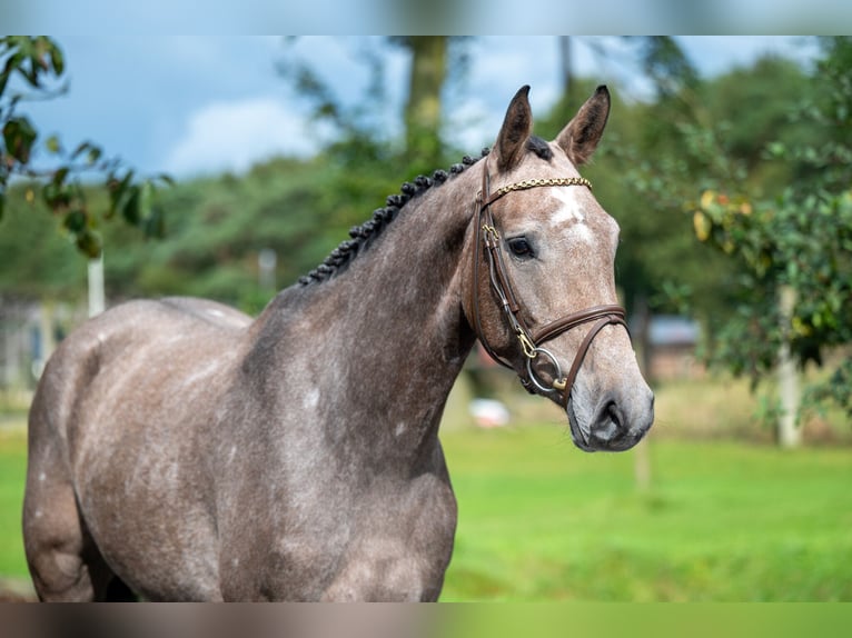 Zangersheide Merrie 3 Jaar 160 cm Schimmel in GROTE-BROGEL