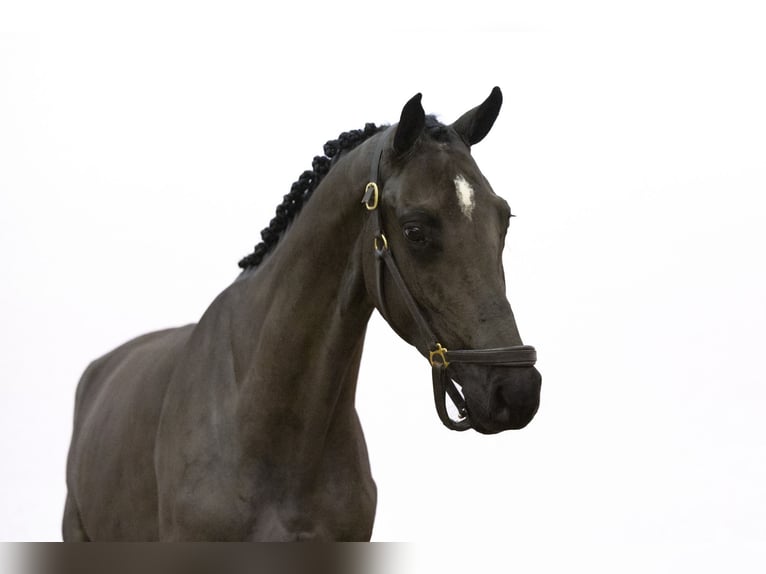 Zangersheide Merrie 3 Jaar 160 cm Zwart in Waddinxveen