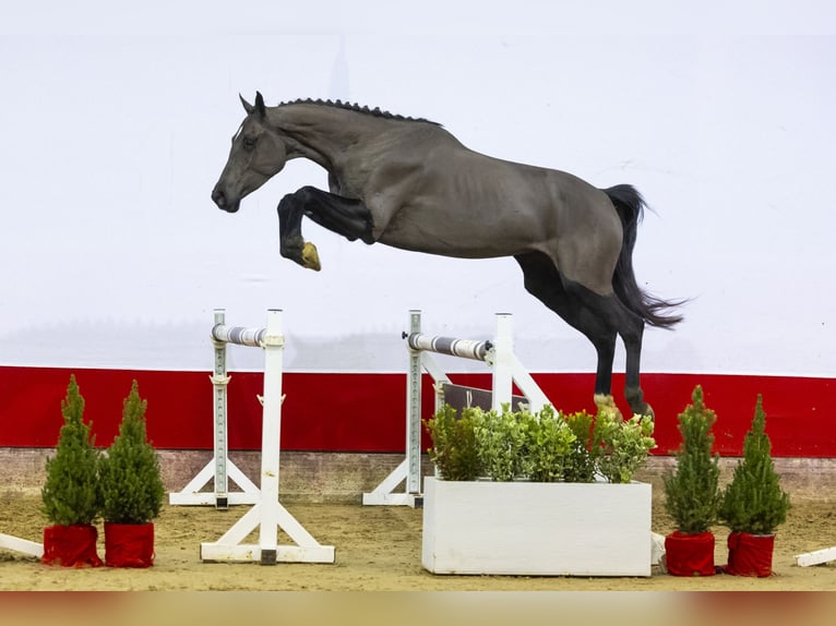 Zangersheide Merrie 3 Jaar 160 cm Zwart in Waddinxveen