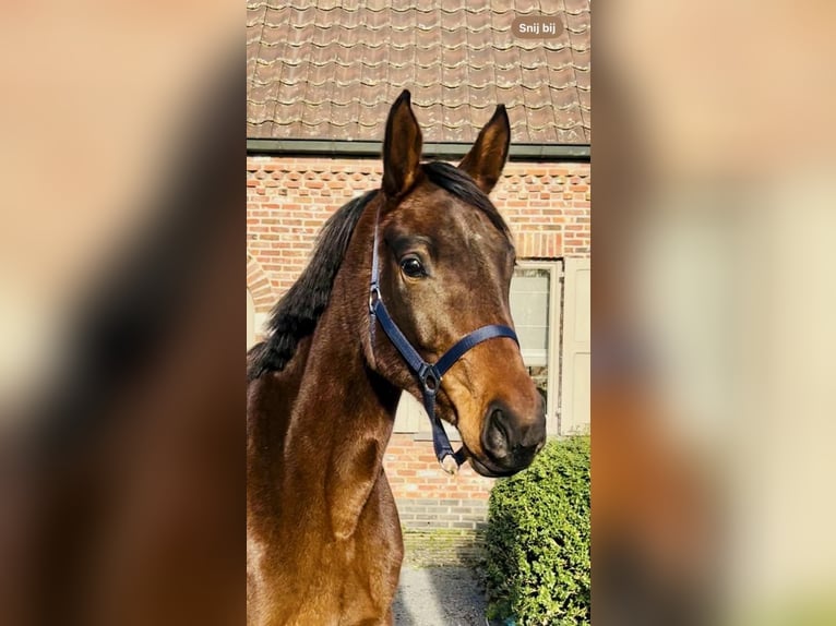 Zangersheide Merrie 3 Jaar 161 cm Bruin in Bladel