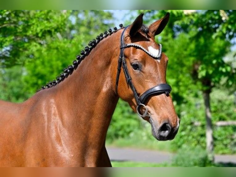 Zangersheide Merrie 3 Jaar 161 cm Bruin in Heerde