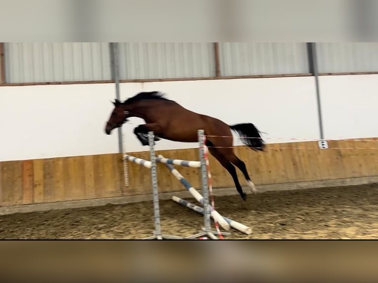 Zangersheide Merrie 3 Jaar 161 cm Donkerbruin in Grefrath