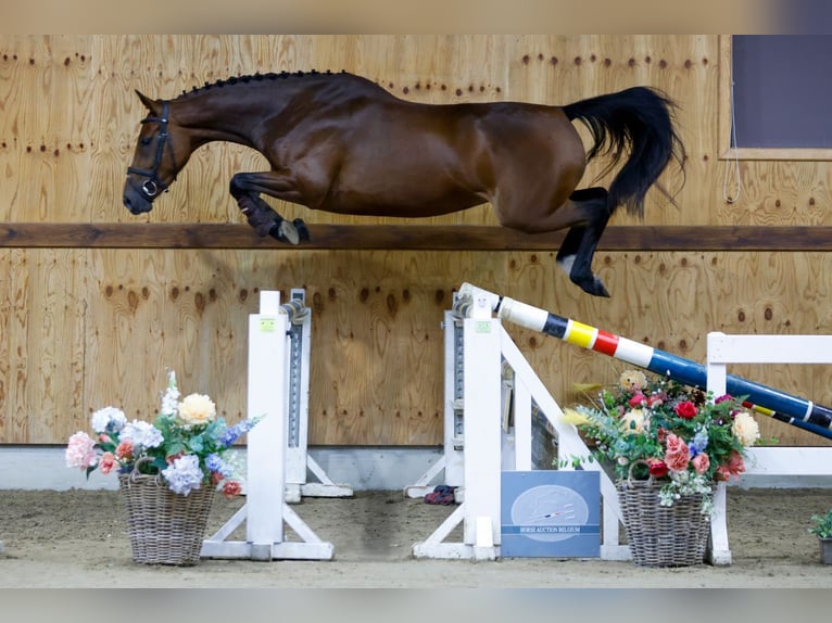 Zangersheide Merrie 3 Jaar 161 cm Roodbruin in Kinrooi