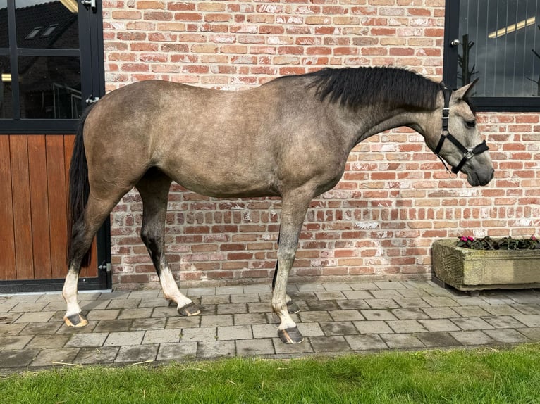 Zangersheide Merrie 3 Jaar 162 cm Schimmel in Grote-Brogel