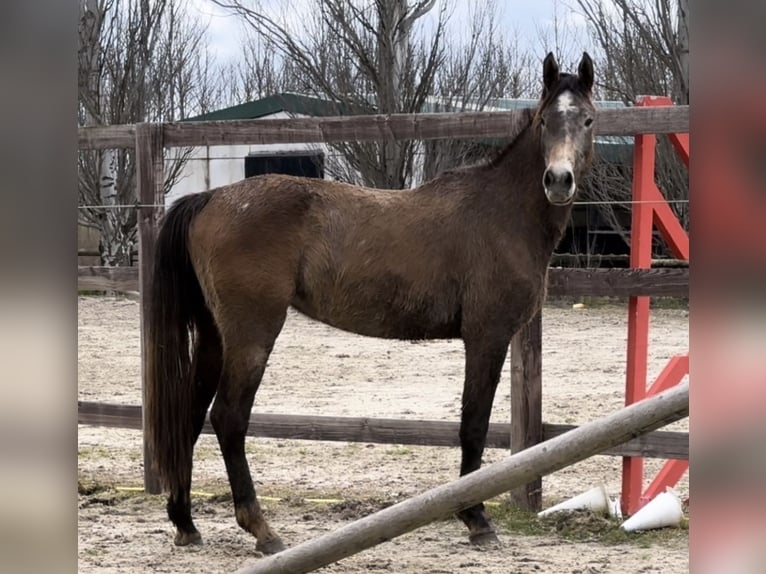 Zangersheide Merrie 3 Jaar 162 cm Schimmel in Pepino