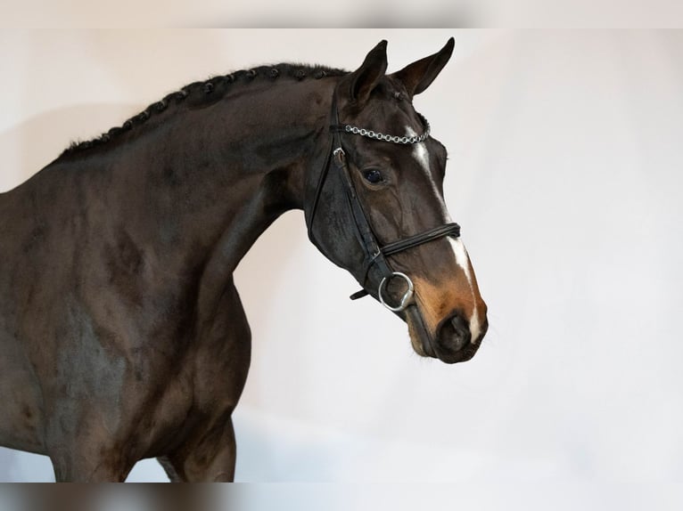 Zangersheide Merrie 3 Jaar 163 cm Donkerbruin in Heerde