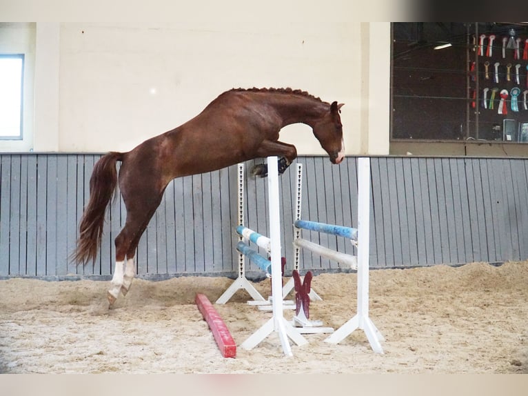Zangersheide Merrie 3 Jaar 163 cm Donkere-vos in Tczew