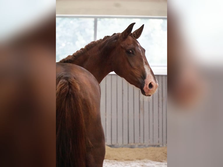 Zangersheide Merrie 3 Jaar 163 cm Donkere-vos in Tczew