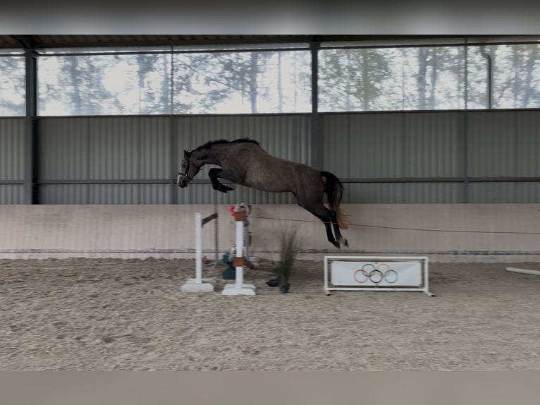 Zangersheide Merrie 3 Jaar 163 cm Schimmel in Radziejów