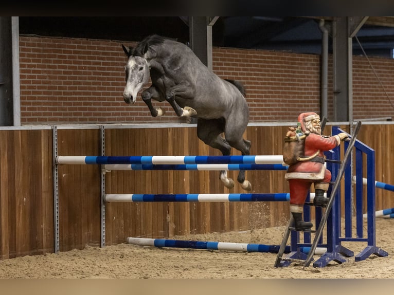 Zangersheide Merrie 3 Jaar 163 cm Schimmel in GROTE-BROGEL