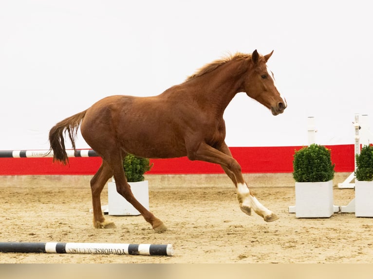 Zangersheide Merrie 3 Jaar 163 cm Vos in Waddinxveen