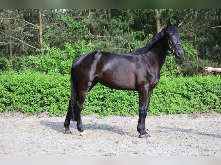 Zangersheide Merrie 3 Jaar 163 cm Zwartbruin in Lierop