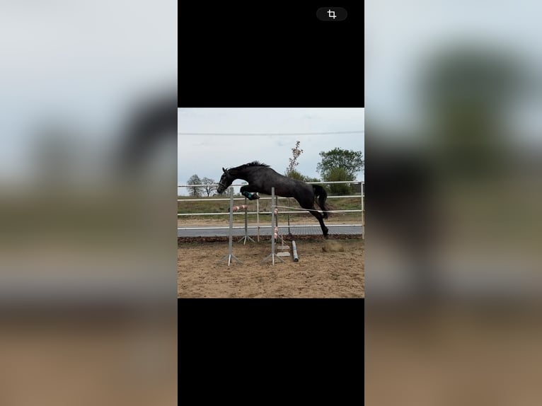 Zangersheide Merrie 3 Jaar 164 cm Appelschimmel in PRZASNYSZ