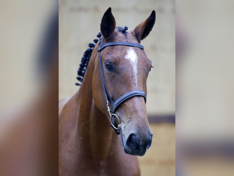 Zangersheide Merrie 3 Jaar 164 cm Bruin in Kinrooi