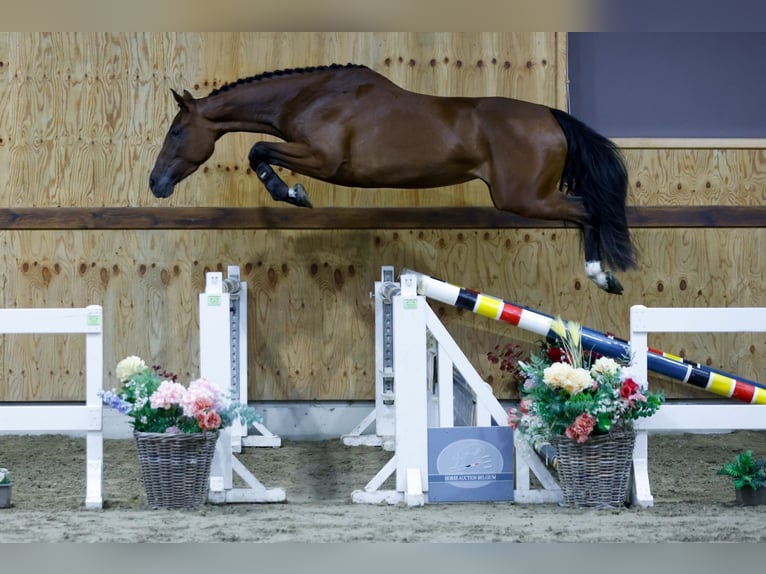 Zangersheide Merrie 3 Jaar 164 cm Bruin in Kinrooi