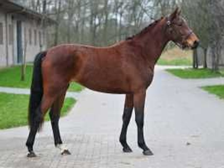 Zangersheide Merrie 3 Jaar 164 cm Donkerbruin in Sint-Niklaas