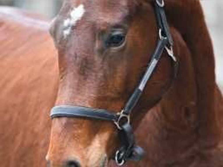 Zangersheide Merrie 3 Jaar 164 cm Donkerbruin in Sint-Niklaas