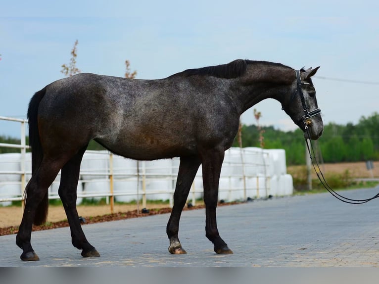 Zangersheide Merrie 3 Jaar 165 cm Appelschimmel in Przasnysz