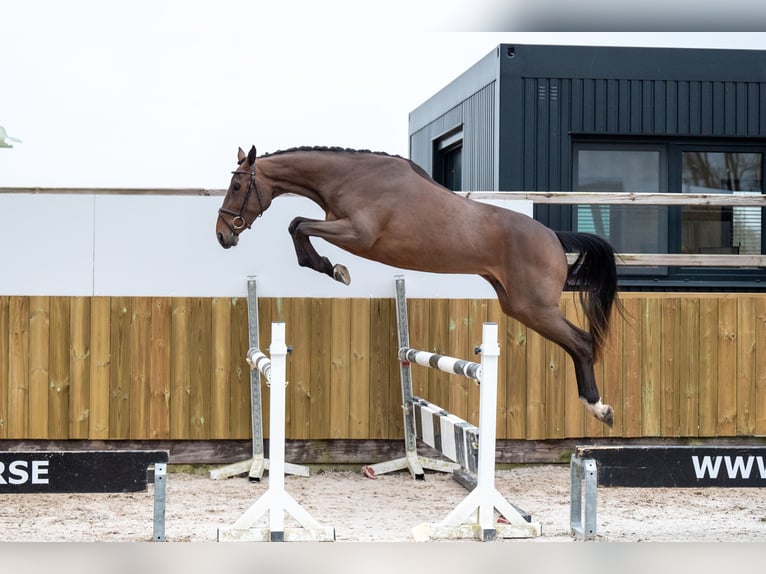 Zangersheide Merrie 3 Jaar 165 cm Bruin in Bocholt