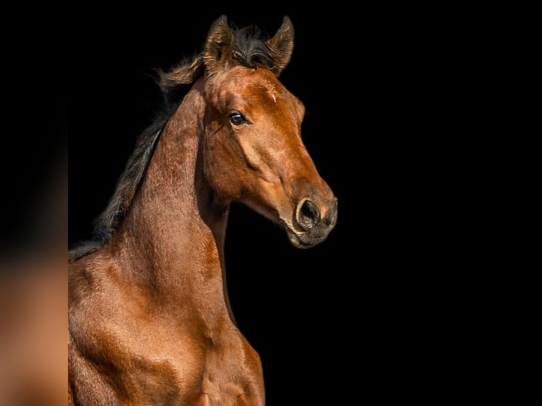 Zangersheide Merrie 3 Jaar 165 cm Bruin in Świekatowo