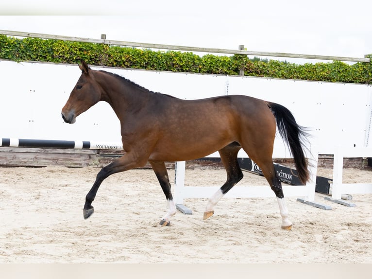 Zangersheide Merrie 3 Jaar 165 cm Bruin in Waddinxveen Zangersheide Merrie 3 Jaar 165 cm Bruin in Waddinxveen