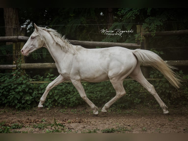 Zangersheide Merrie 3 Jaar 165 cm Cremello in Beaumont pied-de-boeuf