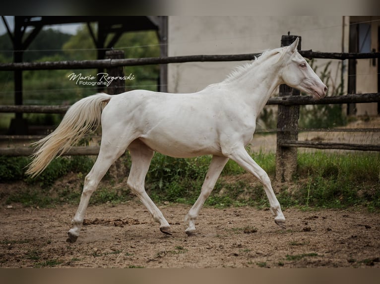 Zangersheide Merrie 3 Jaar 165 cm Cremello in Beaumont pied-de-boeuf