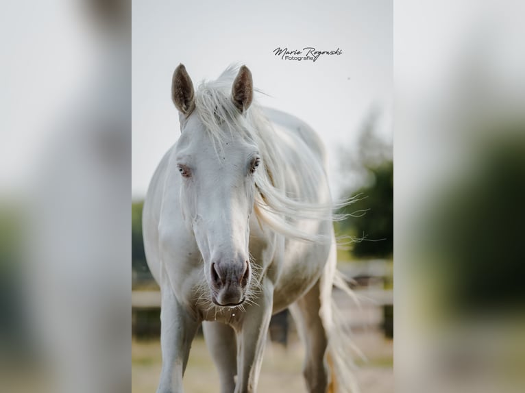 Zangersheide Merrie 3 Jaar 165 cm Cremello in Beaumont pied-de-boeuf