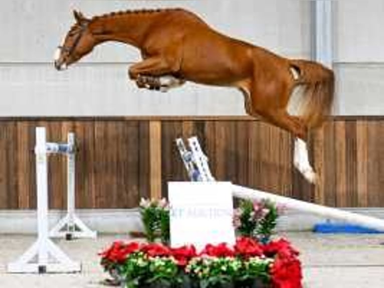 Zangersheide Merrie 3 Jaar 165 cm Donkere-vos in Sint-Niklaas