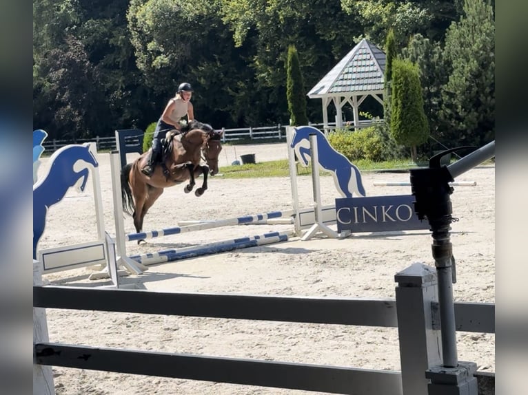 Zangersheide Merrie 3 Jaar 165 cm in Karwieńskie Błoto Drugie