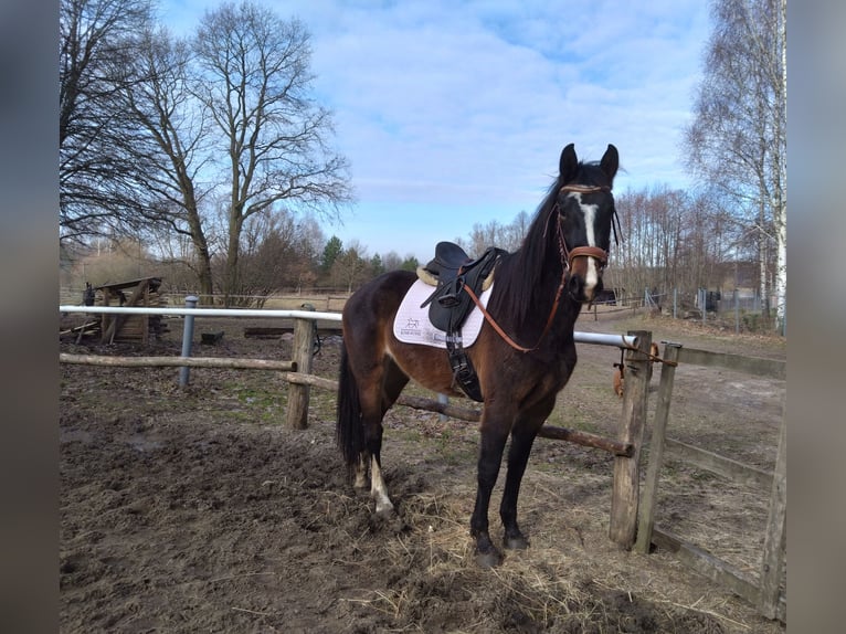 Zangersheide Merrie 3 Jaar 165 cm Roodbruin in Drażniew