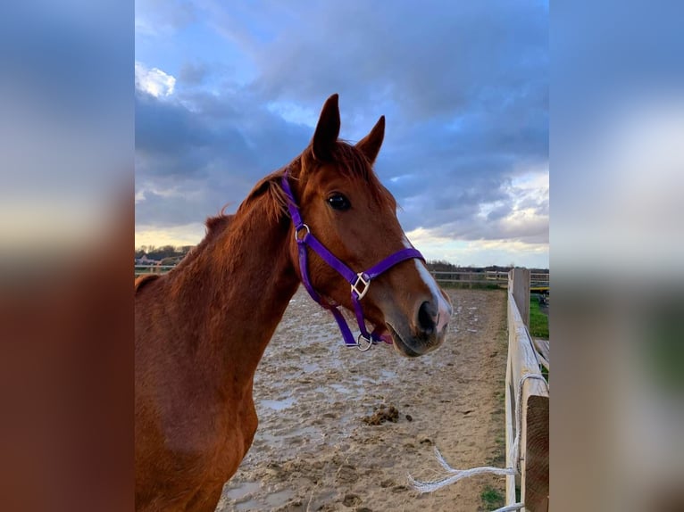 Zangersheide Merrie 3 Jaar 165 cm Vos in Bilzen