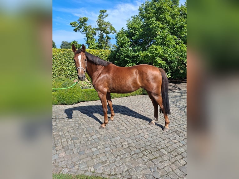 Zangersheide Merrie 3 Jaar 165 cm Vos in GROTE-BROGEL