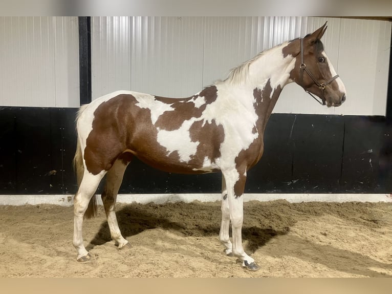 Zangersheide Merrie 3 Jaar 167 cm Gevlekt-paard in Bladel