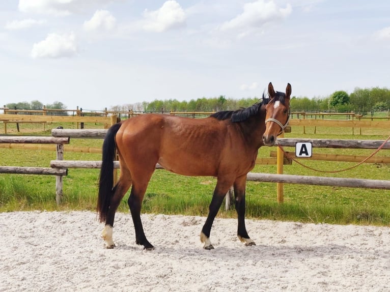 Zangersheide Merrie 3 Jaar 167 cm Roodbruin in Vance